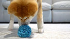 Glory To Dog Small Breed Snuffle Puzzle Ball Treat Foraging Dog Toy Blue - Image 5